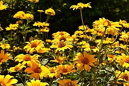 鮮花,黃色,開(kāi)花