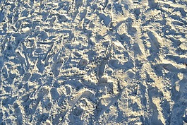 沙,佛羅里達(dá),海灘
