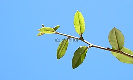 太陽(yáng),枝杈,陽(yáng)光