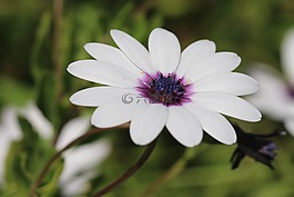 黛西,白,花卉