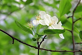 綠色,海棠花,清新