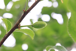 綠色,成長,李子