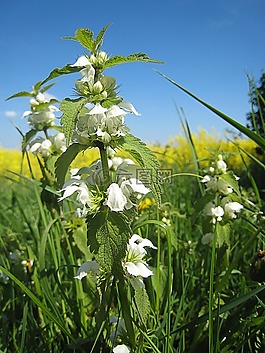 死蕁麻,廠,油菜