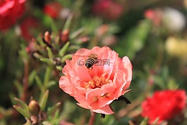 蜜蜂,飛行,鮮花