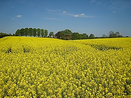 油菜,梅克倫堡,天空
