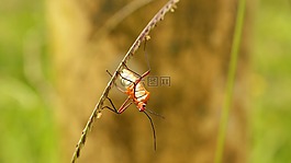 昆蟲,性質(zhì),芬蘭