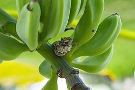 蛇,野生動物,哥斯達(dá)黎加
