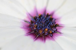 黛西,白,花卉
