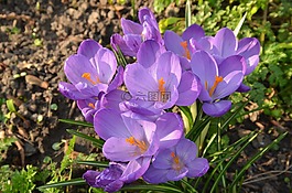 性質,花卉,番紅花