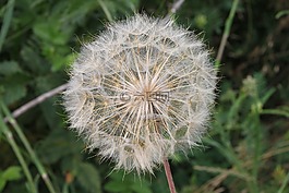 藍(lán)色,特寫,蒲公英