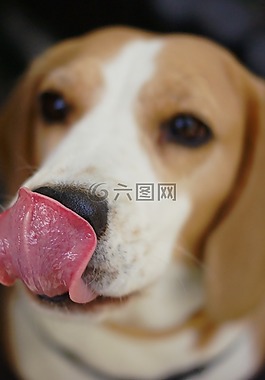 語言,狗,小狗