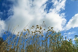 蘆葦,天空,teichplanze