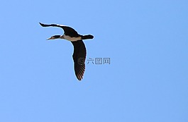 藍(lán)色,鴨,飛行