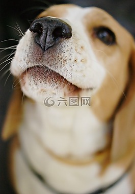 狗,小狗,動物