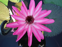 蓮花,水,池