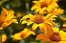 花,黃色,開(kāi)花