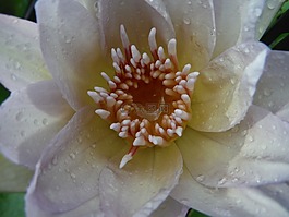 莲花,白,滴