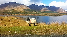 愛爾蘭,connemara,歐洲