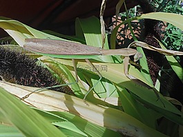 螳螂,昆蟲,祈禱