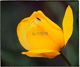 郁金香,黃色,花