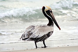 褐鵜鶘,鳥,野生動物