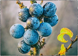 schlehe,sloes,水果