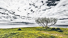 布什,海邊,綠色