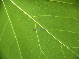 葉,綠色,性質(zhì)