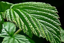 樹莓葉,植物,性質(zhì)