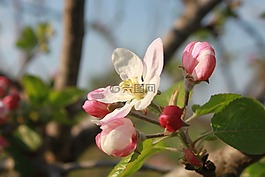 蘋果,鮮花,芽