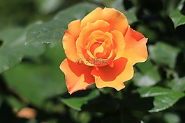 玫瑰,白,花卉