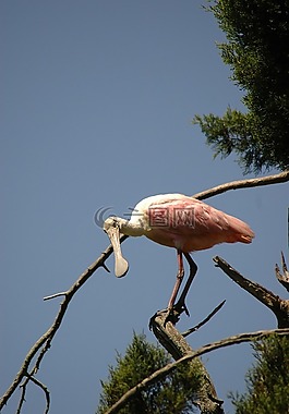 琵鷺,鳥,野生動物
