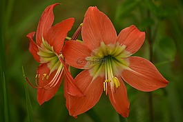 百合,花,花瓣