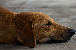 狗,動物,老