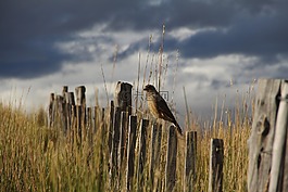 鳥,動物,性質(zhì)