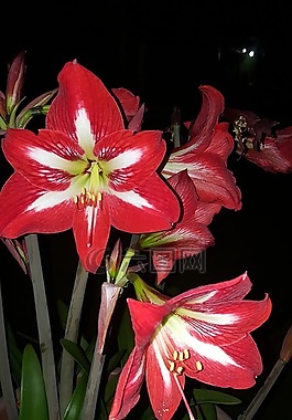 花,鮮花,朵紅色的花