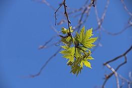 花卉,植物,性質(zhì)