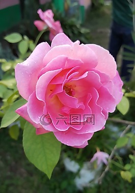 花,鮮花,羅莎