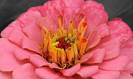 花,開花,廠