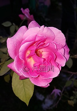 花,鮮花,羅莎