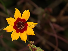 花,開(kāi)花,廠