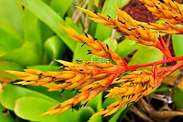 性質(zhì),廠,葉子