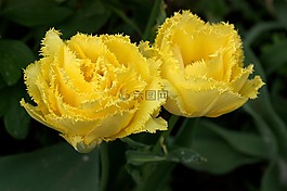 郁金香,鮮花,黃色