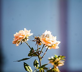花,白,花瓣