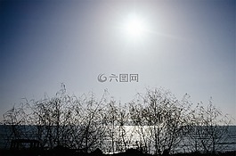 天空,陽光,樹