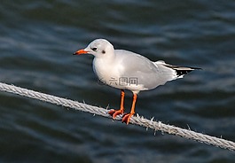 鳥(niǎo),動(dòng)物世界,水域