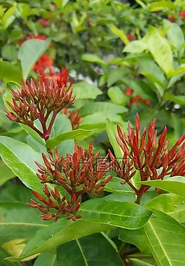 花,紅色,鋒利