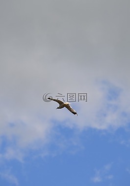 鳥,天空,藍(lán)色