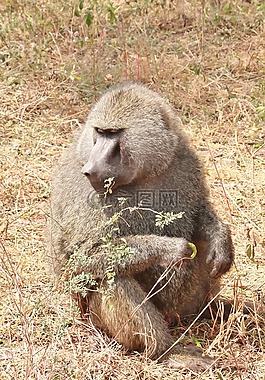 狒狒,動物,非洲