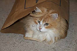 猫,姜,可爱